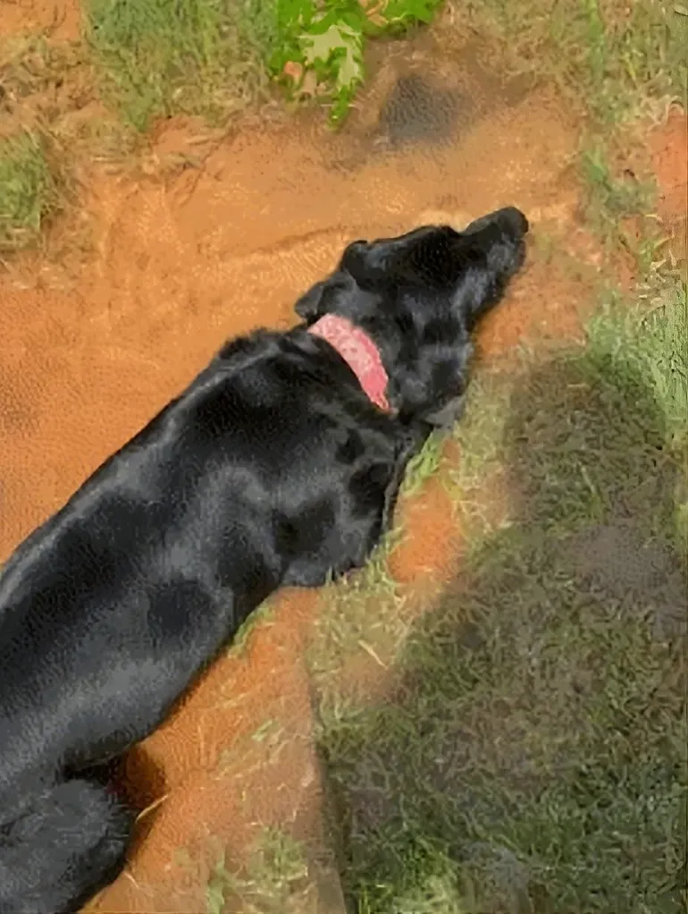 black Labrador Retriever black Labrador Retriever
