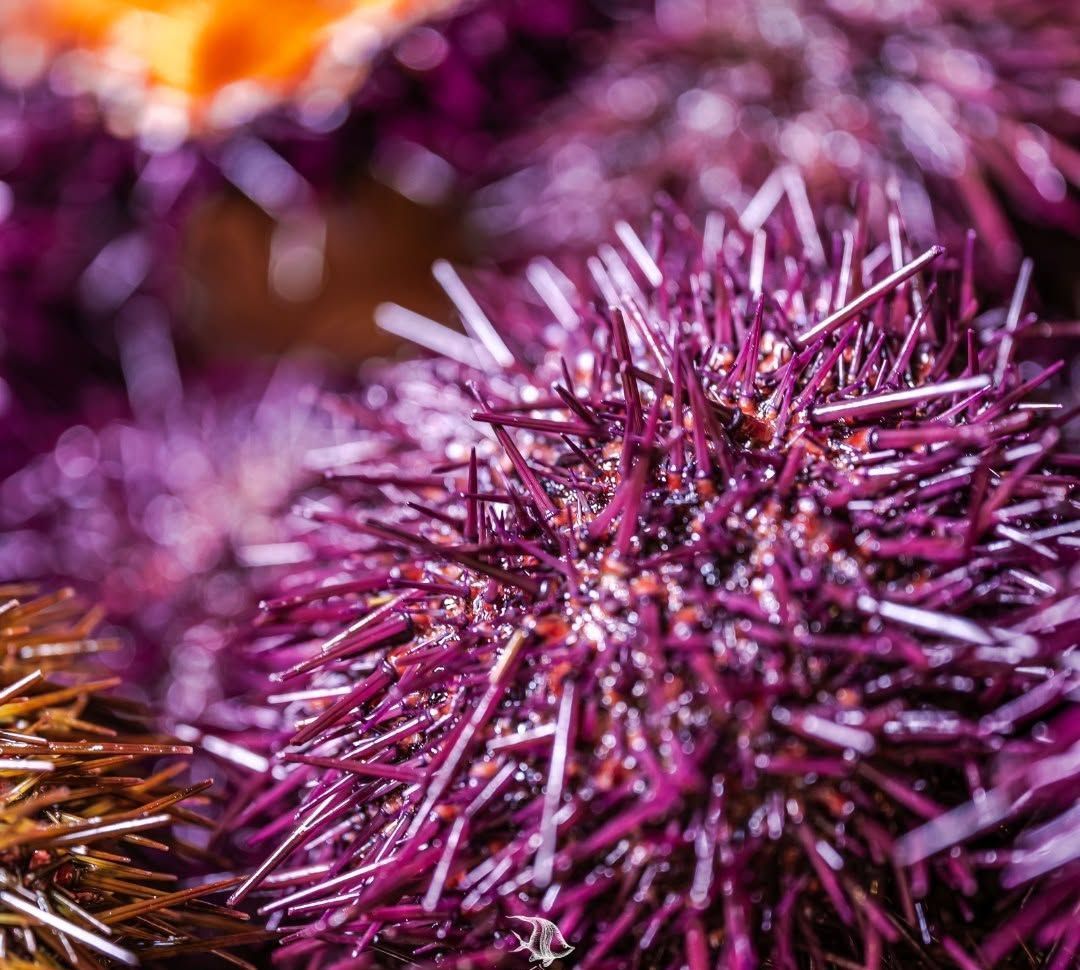 dettaglio riccio di mare