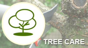 Tree Care Graphic - Tree Specialists