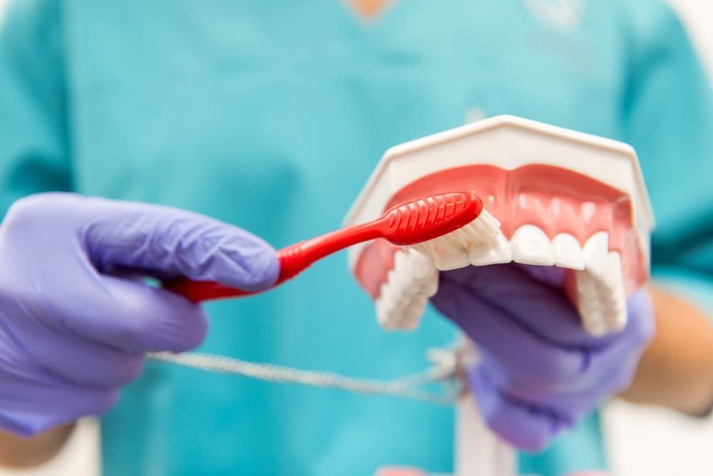 A Dentist Is Brushing a Model of Teeth with A Red Toothbrush — Cane to Coast Dentures in Proserpine, QLD