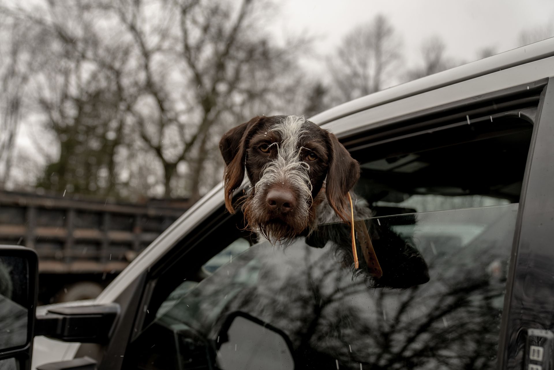 Dog with snow on its face, looking out of a car window on a snowy day.