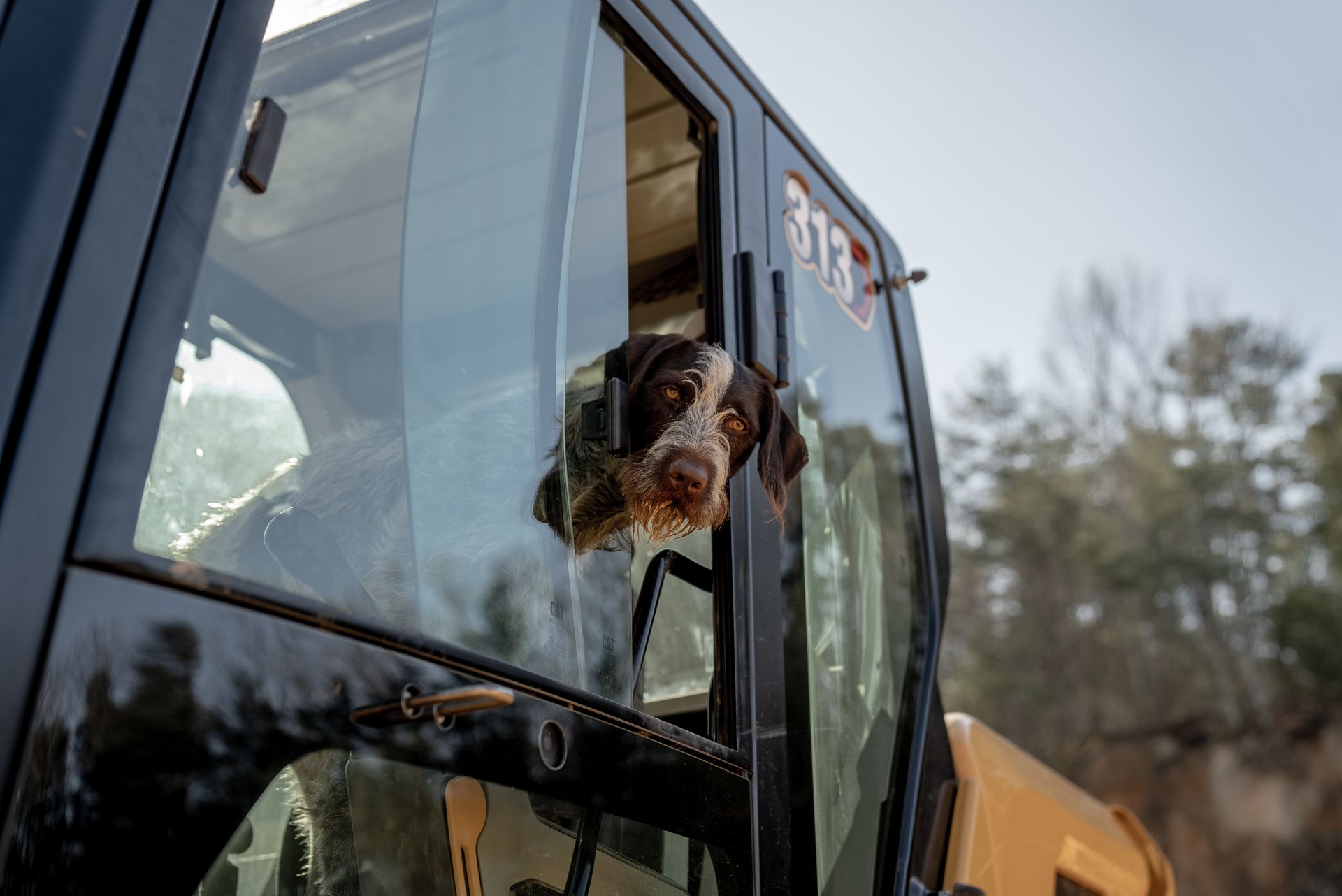 Dog with brown and white fur, looking out of a yellow construction vehicle window.