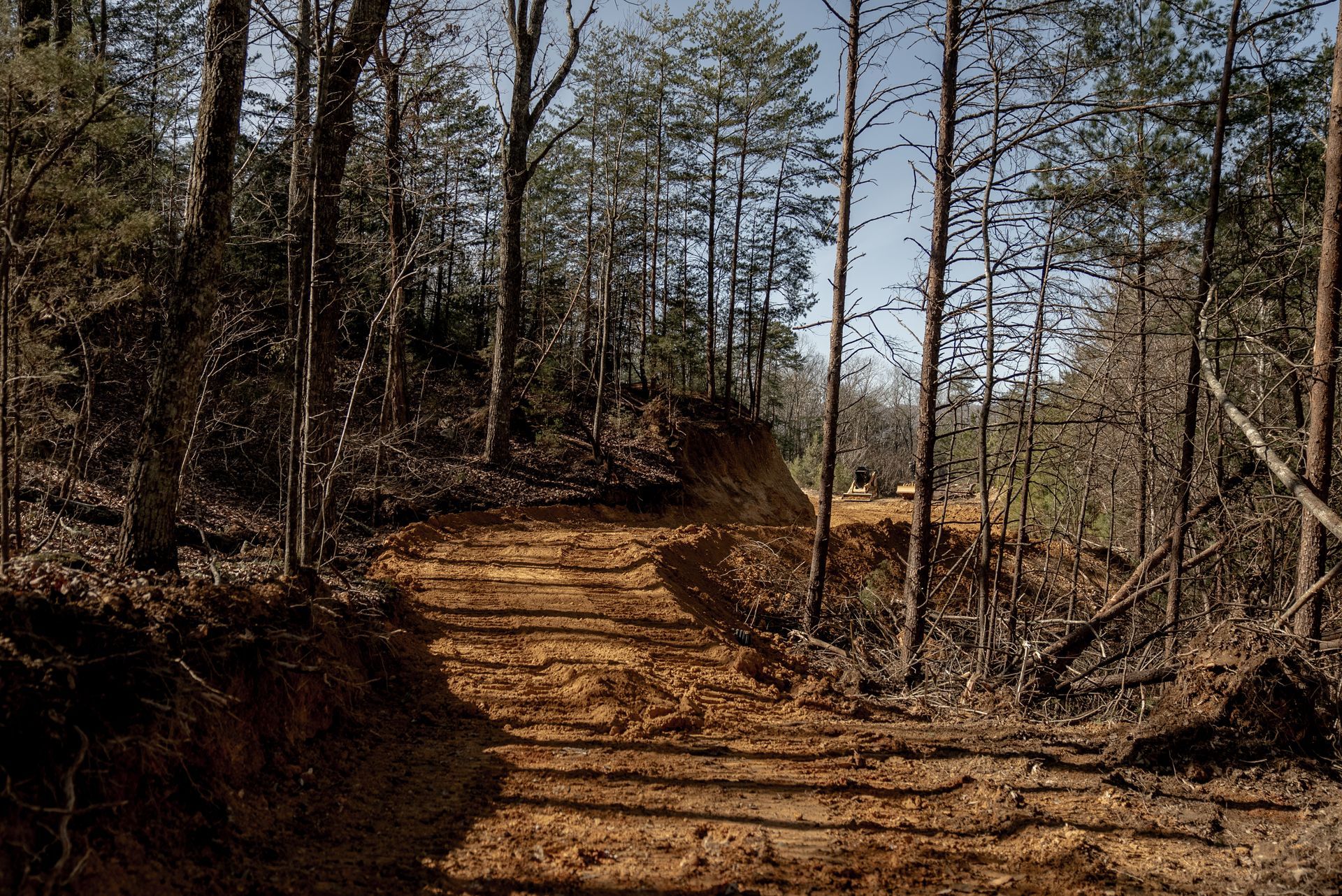 Dirt path through a sunlit forest of bare trees, leading uphill.