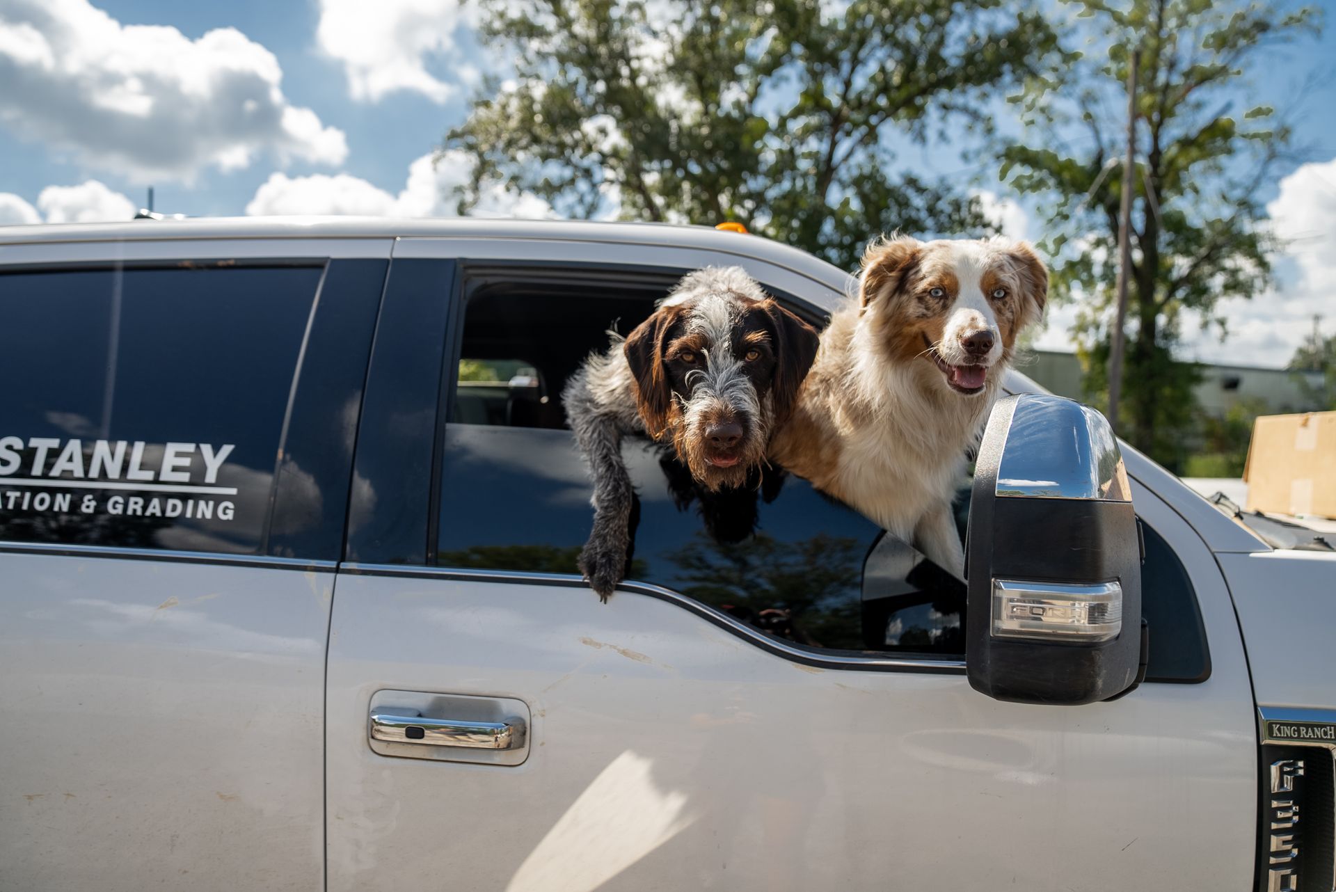 Two dogs lean out of a white truck window, one brown and white, the other mostly tan and white, smiling.