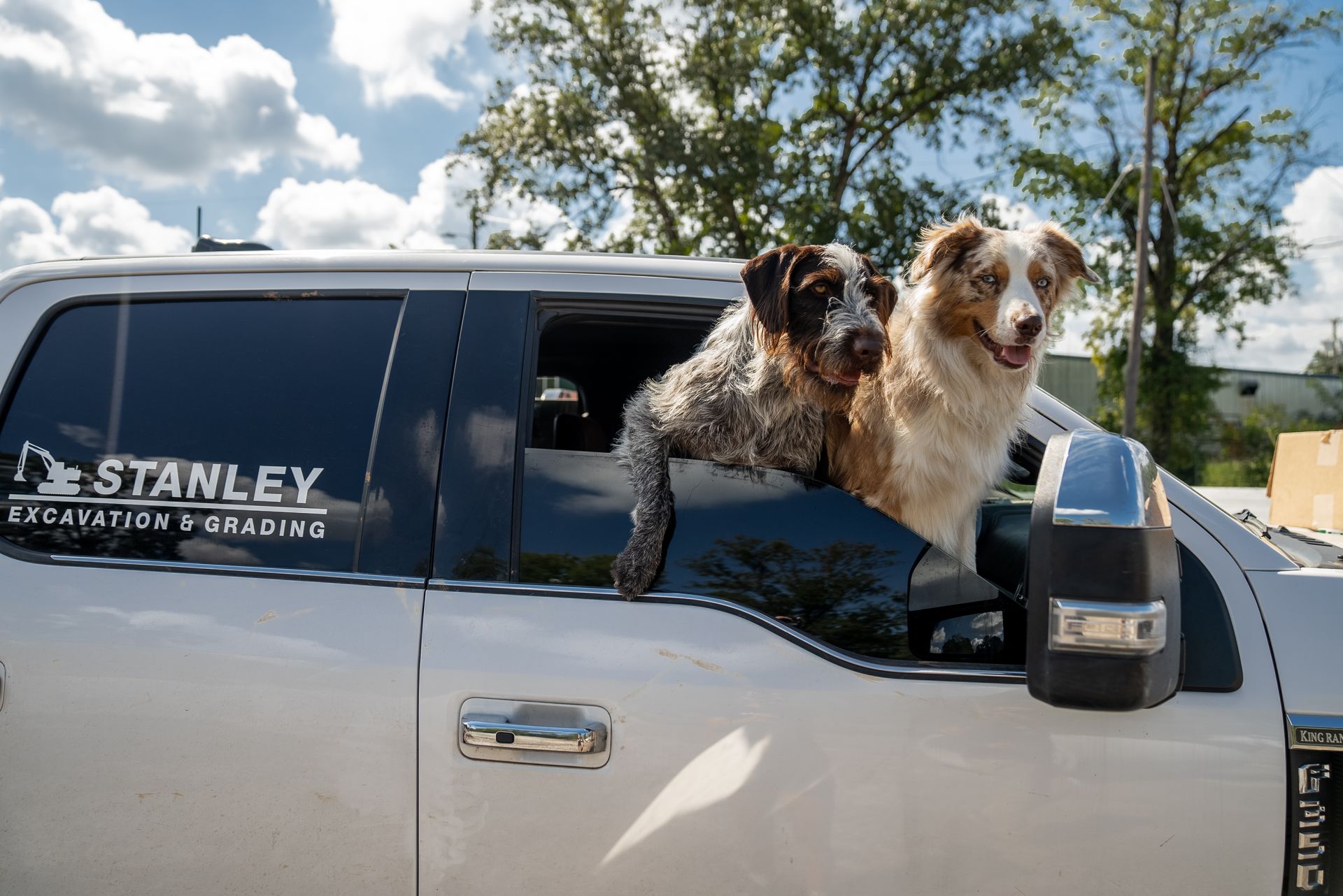 Two dogs, one blue merle, one red merle, hanging out of a white truck window. 