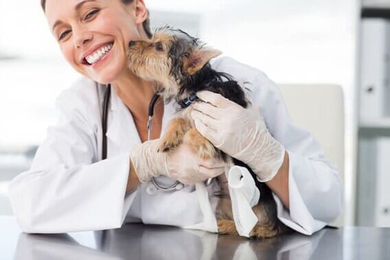 Veterinarian and dog - Broadway Robbinsdale Animal Hospital in Minneapolis, MN
