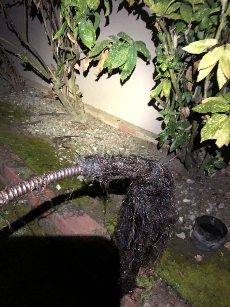 A plumbing snake removing a large clump of tree roots from a drain, next to a wall and greenery.