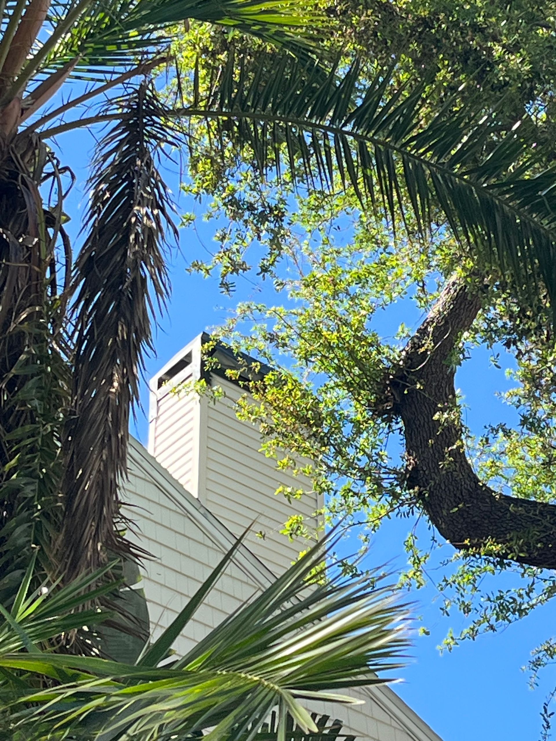 White chimney against blue sky, framed by palm and tree branches.
