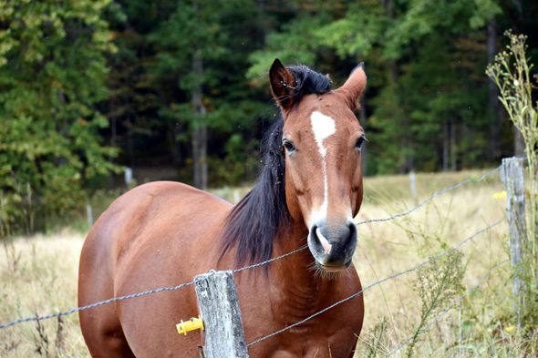 Brown horse with a white blaze standing by a fence in a grassy field