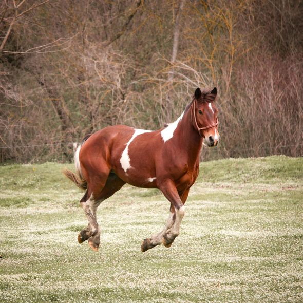 Brown and white horse running across a grassy field with trees in the background