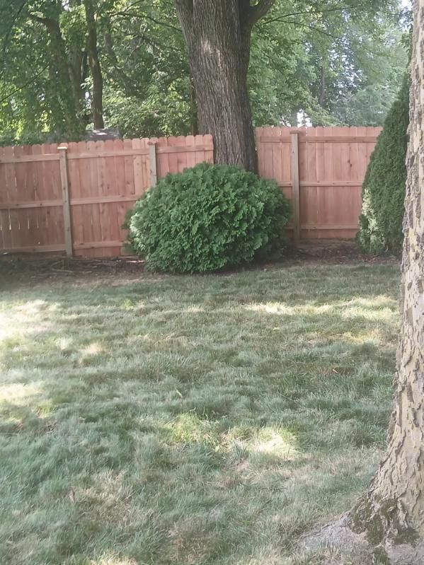 A wooden fence surrounds a lush green lawn in a backyard.