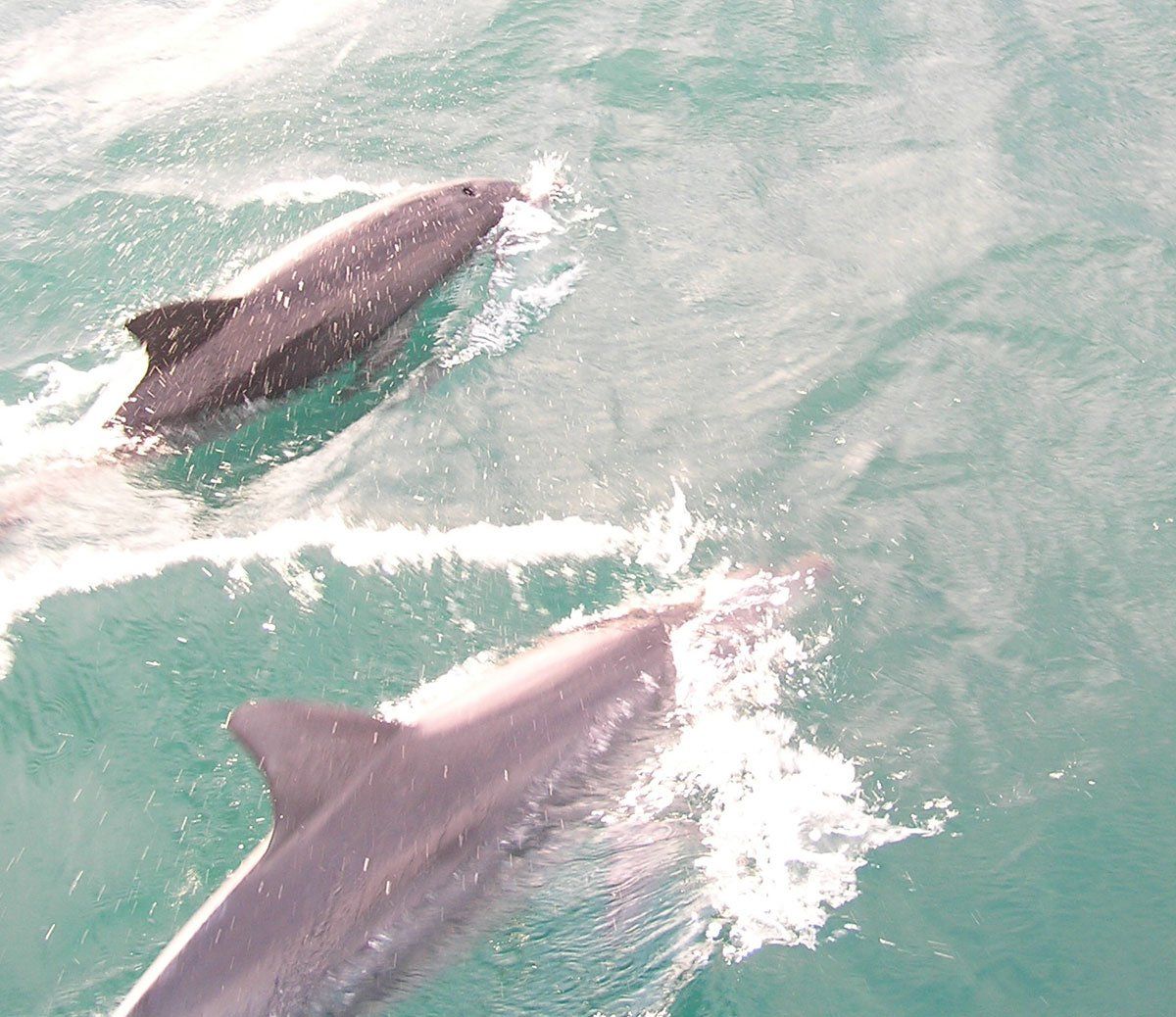 dolphins