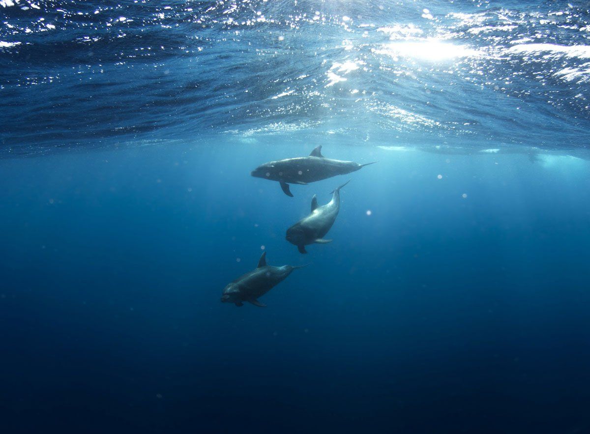 dolphins