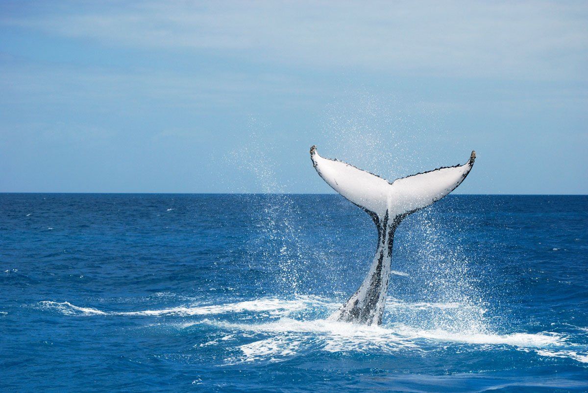 Whale & dolphin cruise