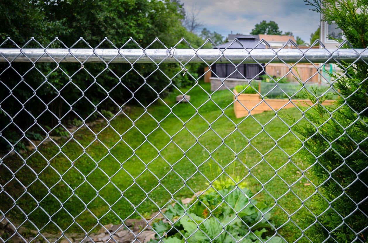 Green yard viewed through a chain link fence; a house is visible in the background.