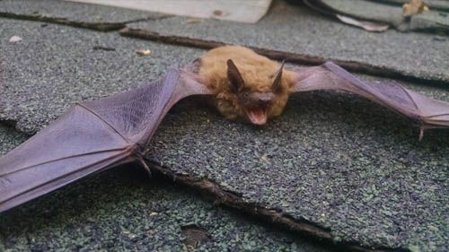 Bat with spread wings, lying on a gray shingled roof