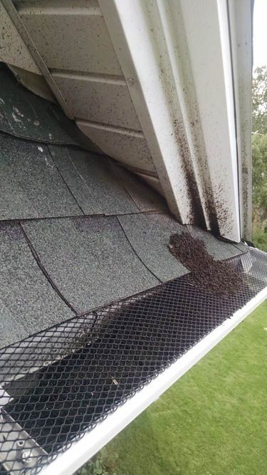 Black shingle roof, white gutter with leaf guard, debris buildup