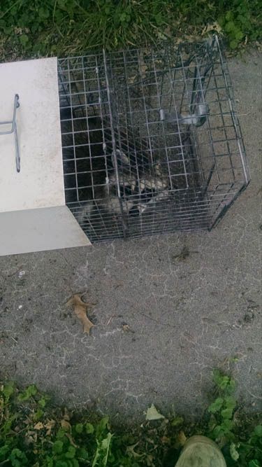 Metal cage trap on concrete, containing a dark animal