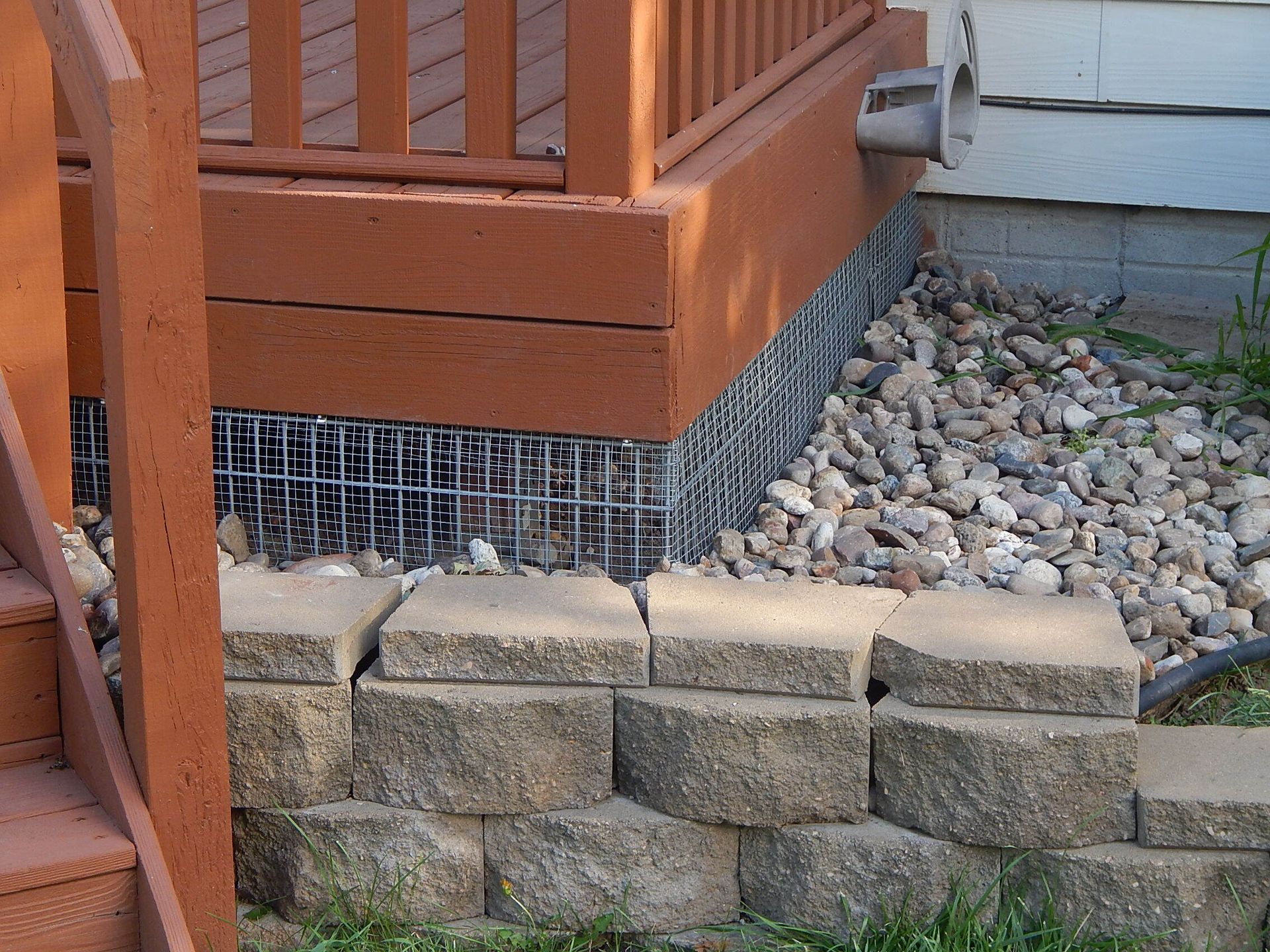Skunk with black fur and white stripe on back