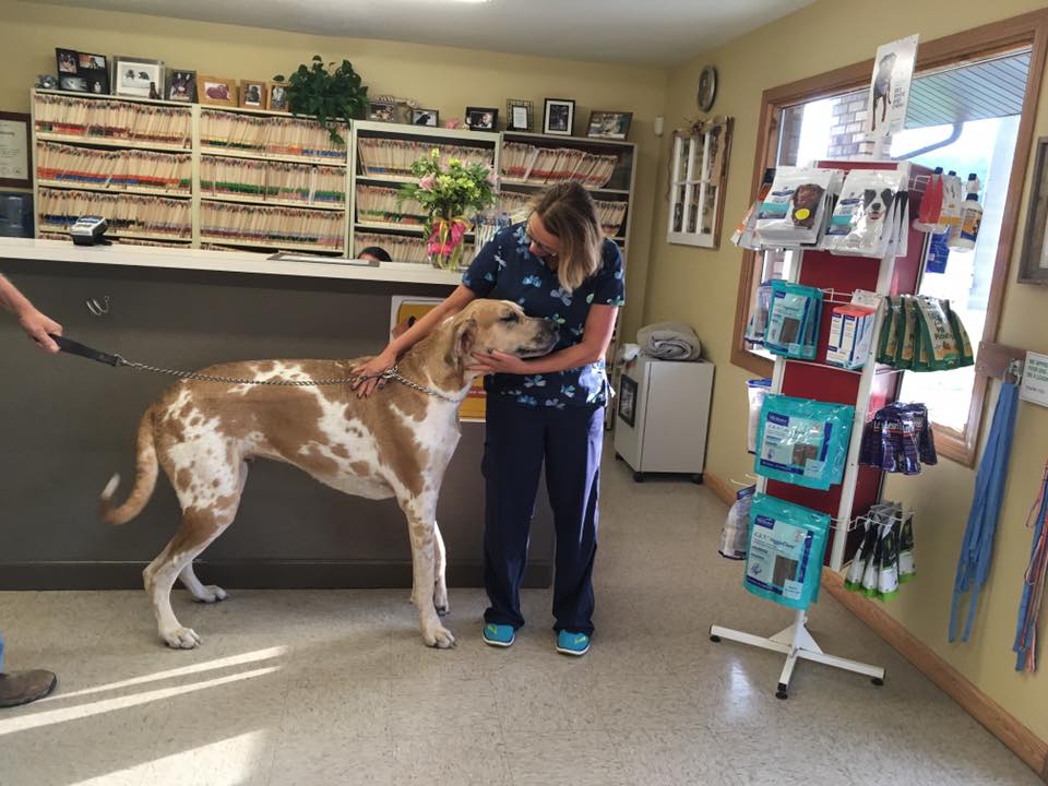 Woman holding a big dog — Festus, MO — Rebecca Darland Pet Clinic