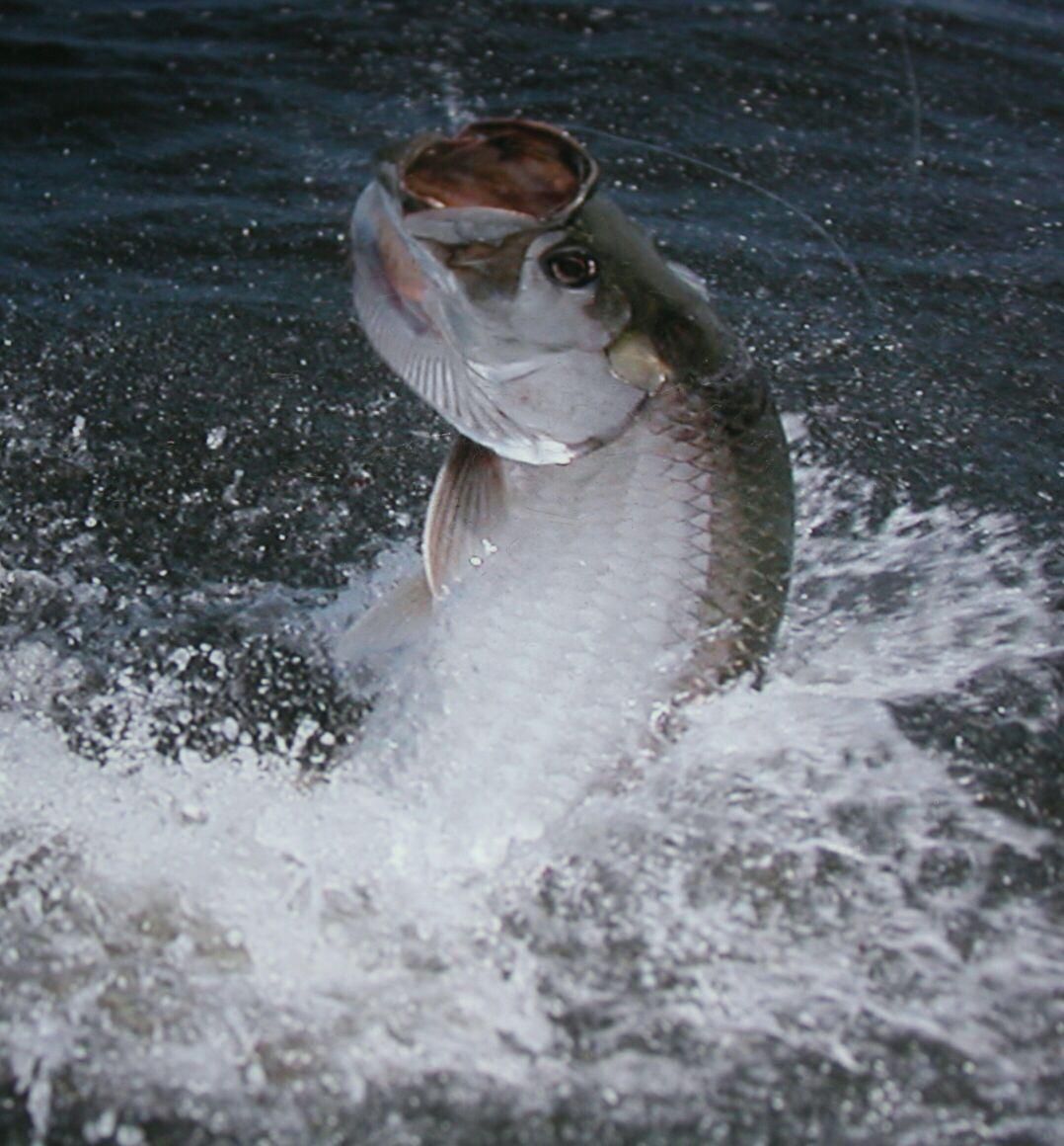jumping tarpon