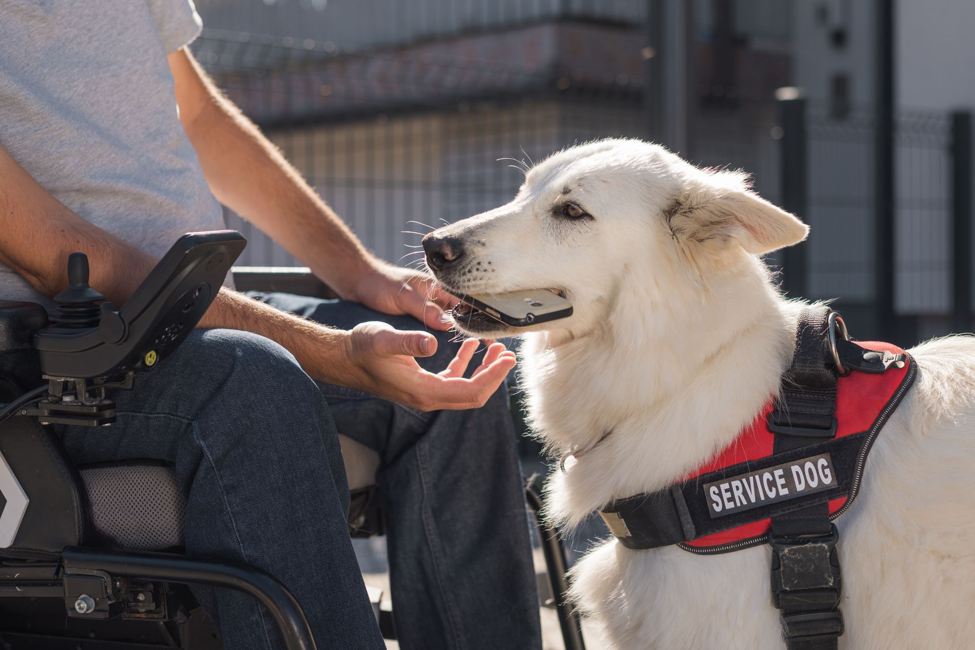 A service dog using it's mouth to pass a phone to someone in a wheelchair