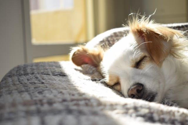 a small white dog sleeping on a grey bed