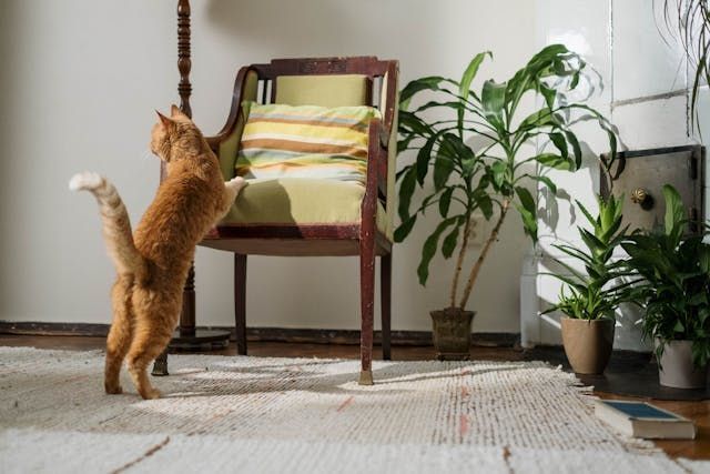 cat jumping up on a chair inside a house