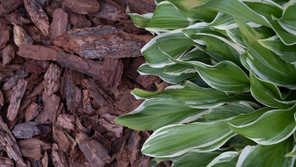 Spring Cleanup service for lawns