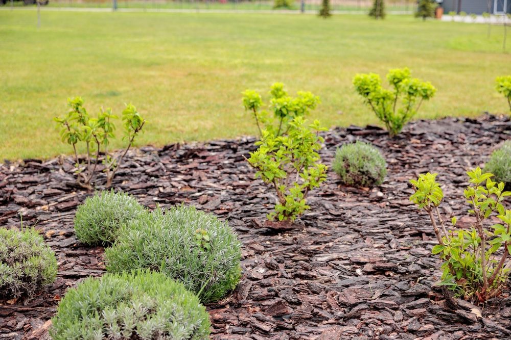 Braselton Lawn Maintenance Service