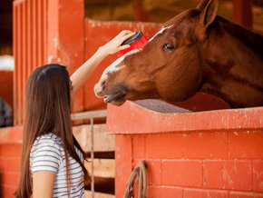 Horse riding - Hyndburn, Accrington, Lancashire - Horseriding - Accrington Riding Centre