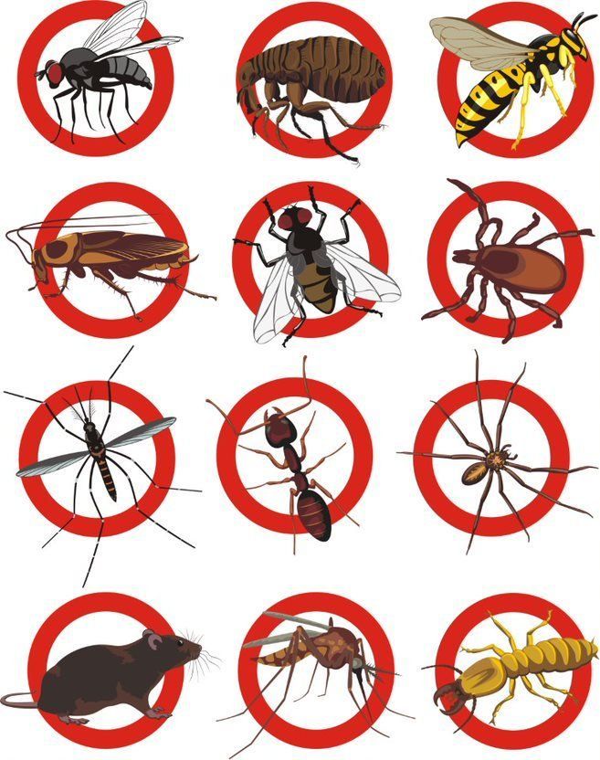 A Bunch of Different Types of Insects in Red Circles — Border Pest Control In Albury, NSW