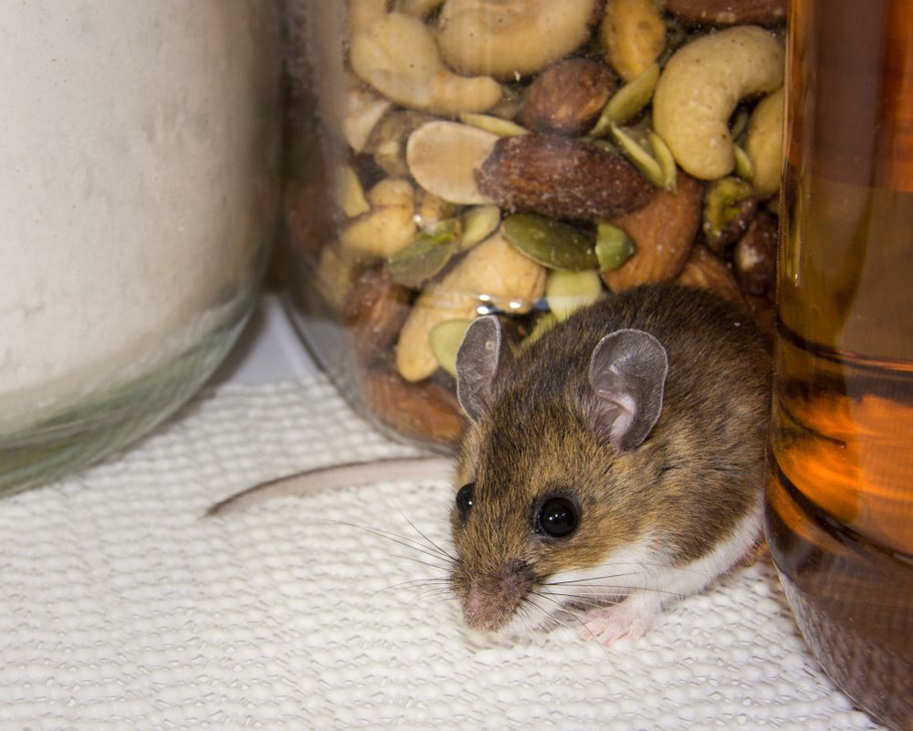A Mouse is Sitting on a Napkin Next to a Jar of Nuts — Border Pest Control In Corowa, NSW