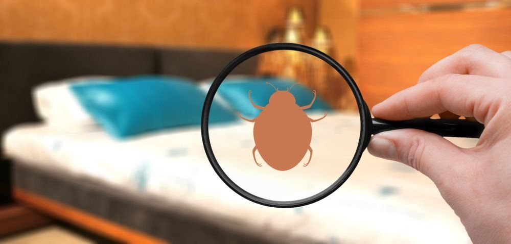 A Person is Holding a Magnifying Glass Over a Bed Bug — Border Pest Control In Corowa, NSW