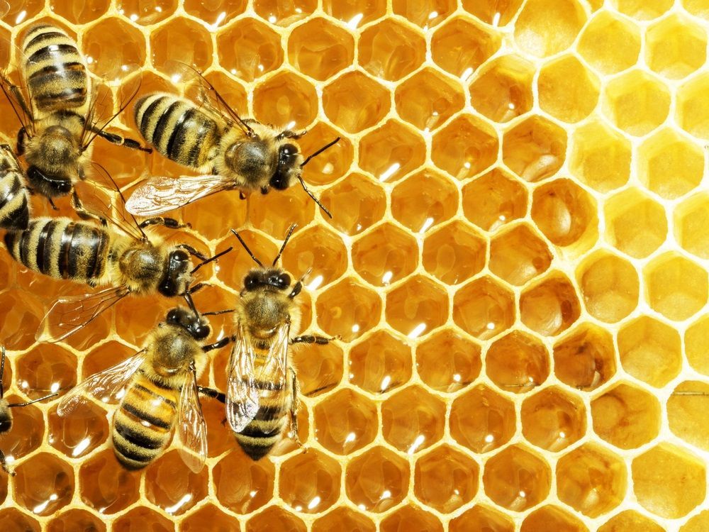 A Group of Bees Are Working on a Honeycomb — Border Pest Control In Griffith, NSW