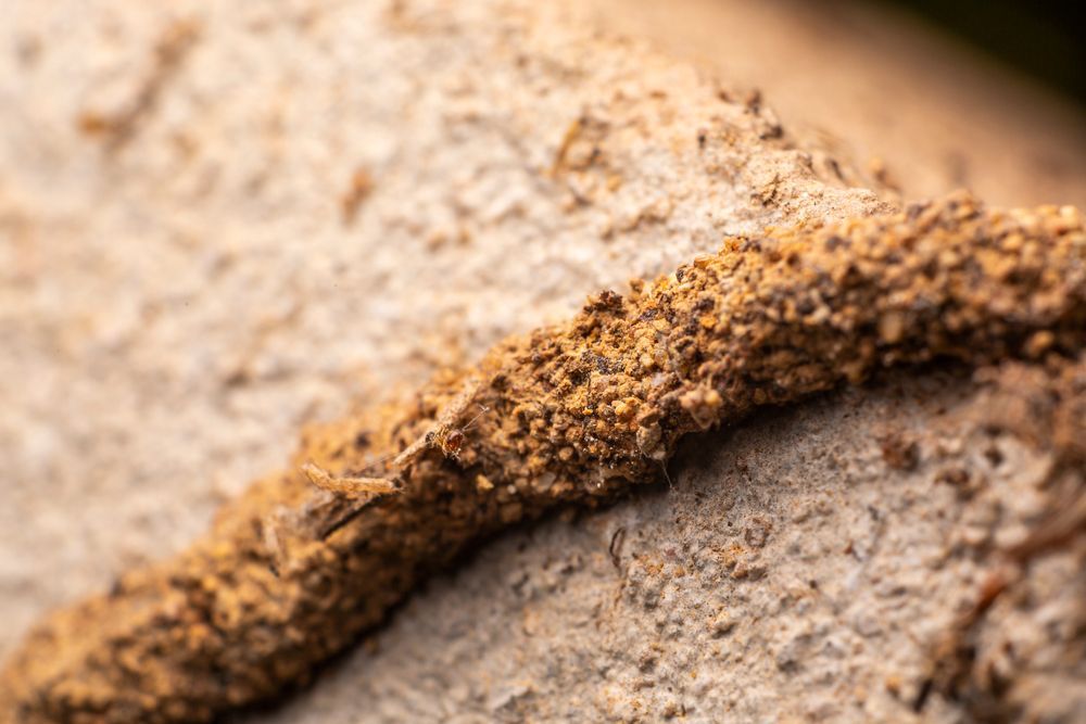 A close up of a termite mound on a rock — Border Pest Control In Albury, NSW
