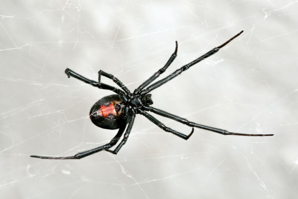A Black Widow Spider is Sitting on a White Surface — Border Pest Control In Wangaratta, VIC