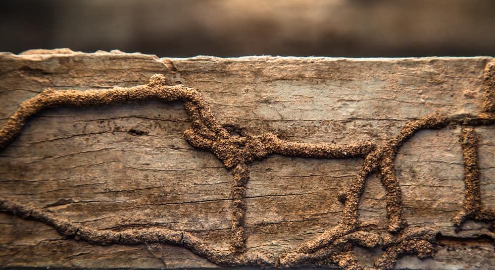 Termites Are Crawling on a Piece of Wood — Border Pest Control In Albury, NSW