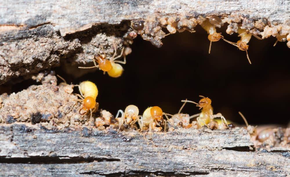 A Group of Termites Are Crawling on a Piece of Wood  — Border Pest Control In Albury, NSW