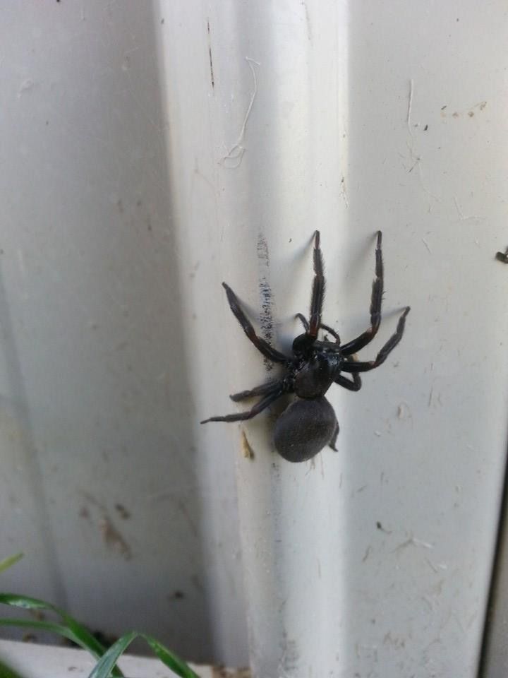 Black Spider on Wall Indicating Spider Control