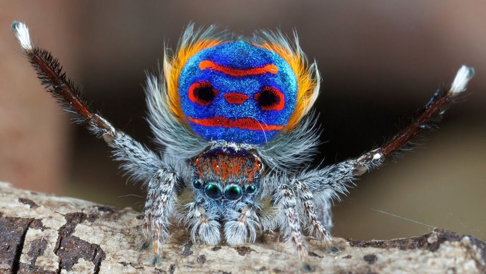 A Colorful Peacock Spider is Sitting on a Tree Branch — Border Pest Control In Albury, NSW