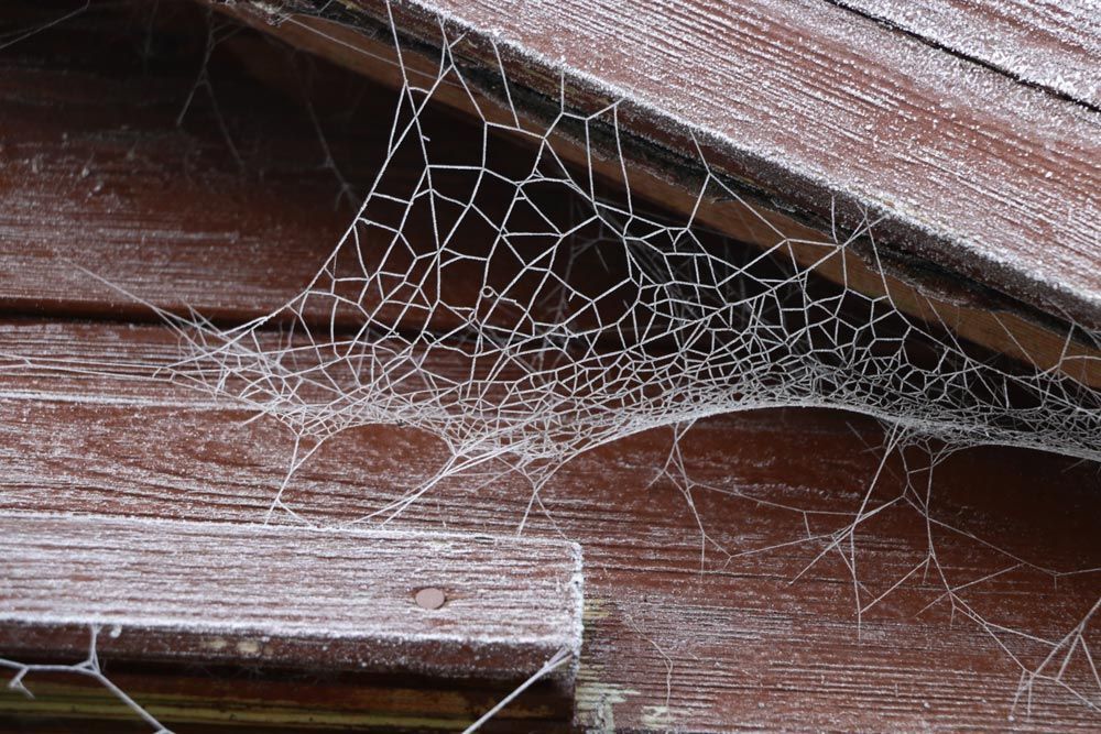 A Close Up of a Spider Web on a Wooden Wall — Border Pest Control In Albury, NSW