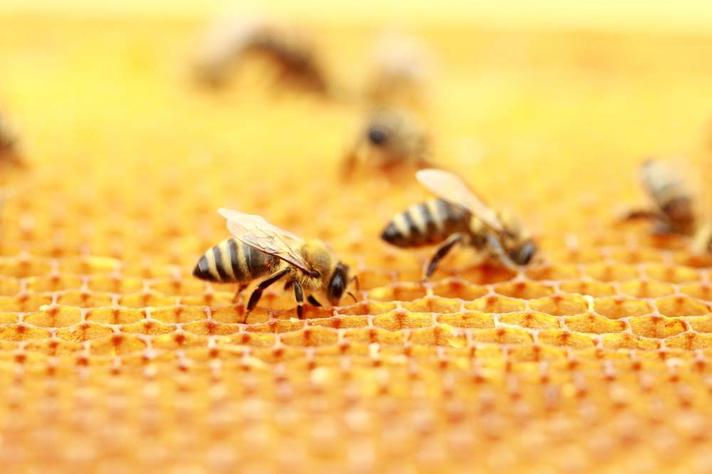 A Group of Bees Are Working on a Honeycomb — Border Pest Control In Corowa, NSW