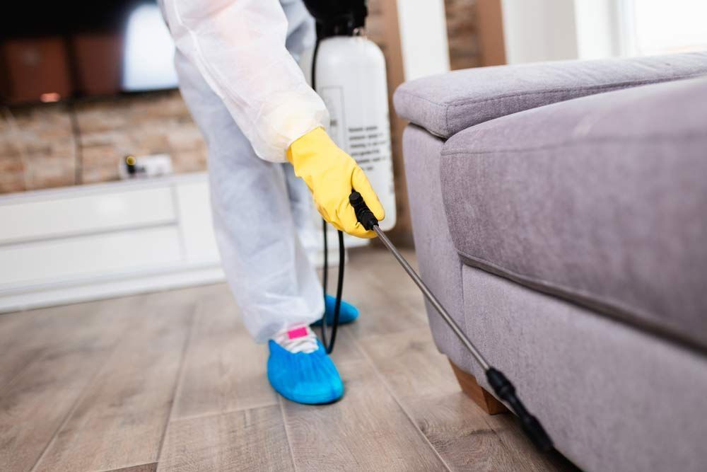 A Person is Spraying a Couch With a Sprayer in a Living Room — Border Pest Control In Albury, NSW