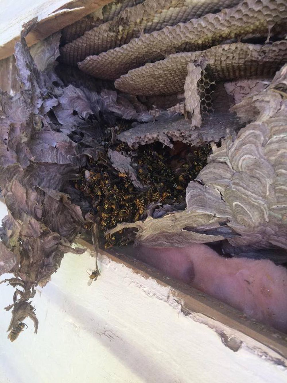 A Close Up of a Wasp Nest in a Wooden Box — Border Pest Control In Albury, NSW