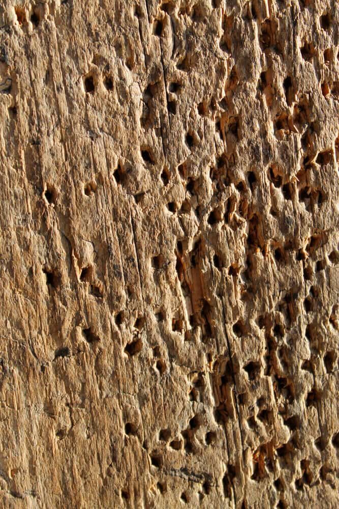 A Close Up of a Piece of Wood With Holes in It  — Border Pest Control In Albury, NSW