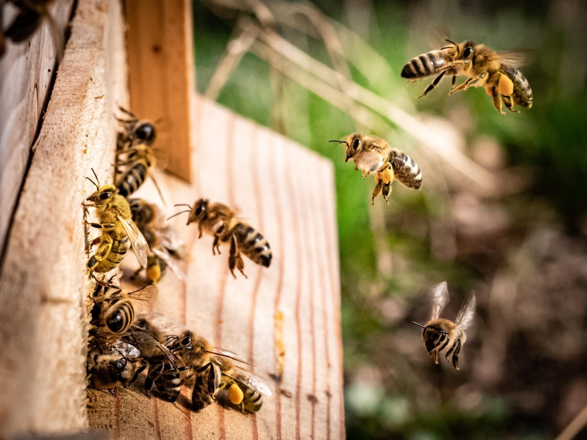 A swarm of carpenter bees are on a wooden beam.