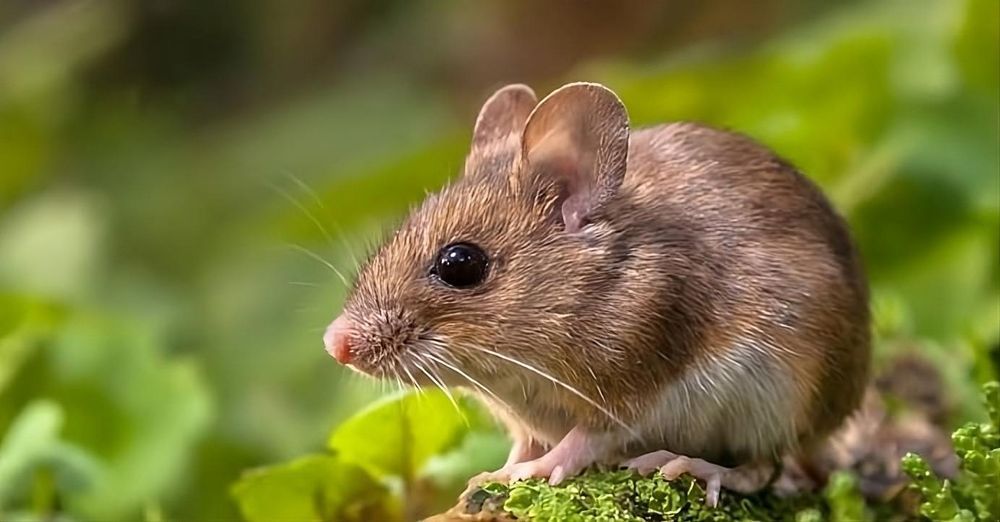 A Mouse is Sitting on a Rock in the Grass — Border Pest Control In Albury, NSW