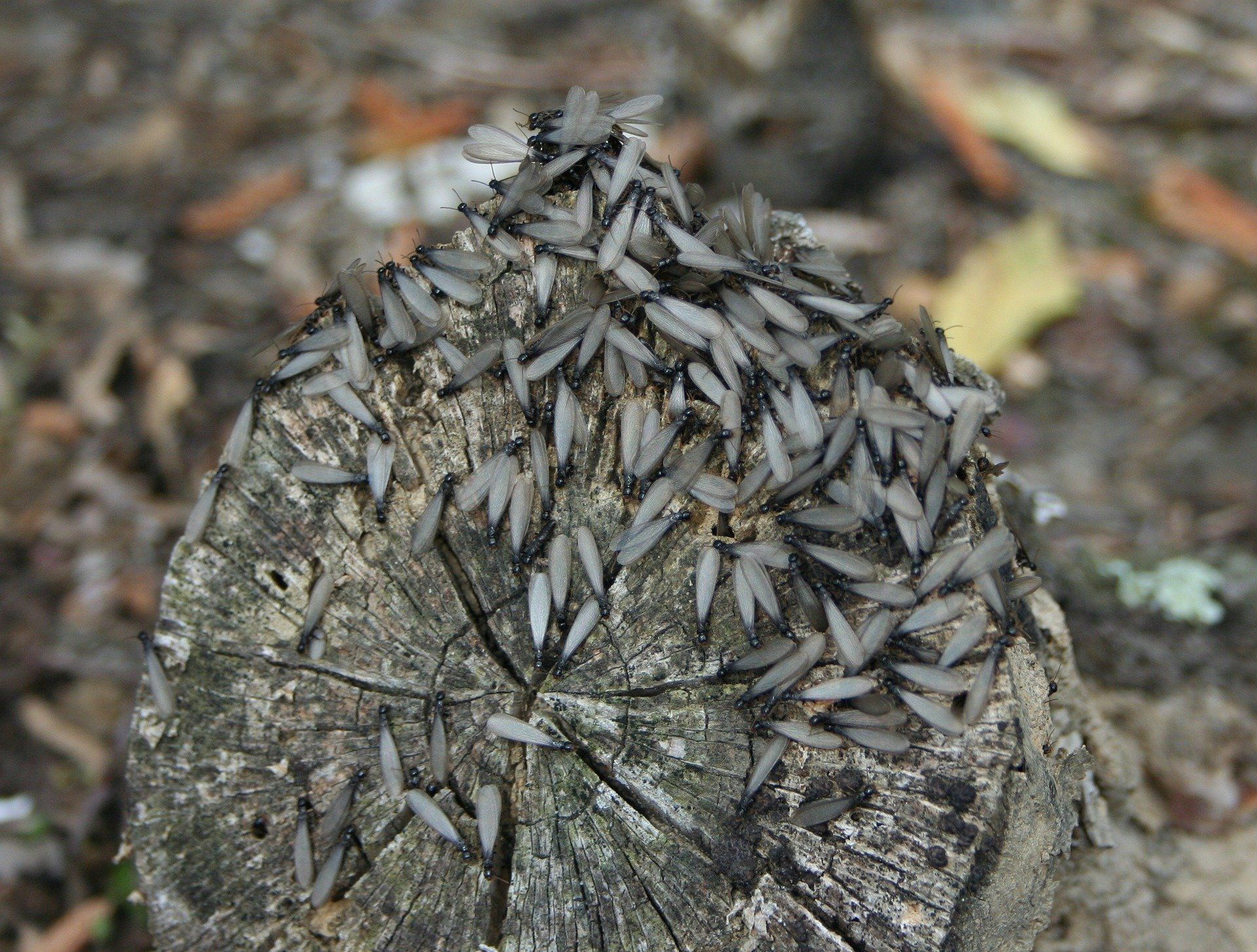 A Bunch of Termites Are Sitting on Top of a Tree Stump — Border Pest Control In Albury, NSW