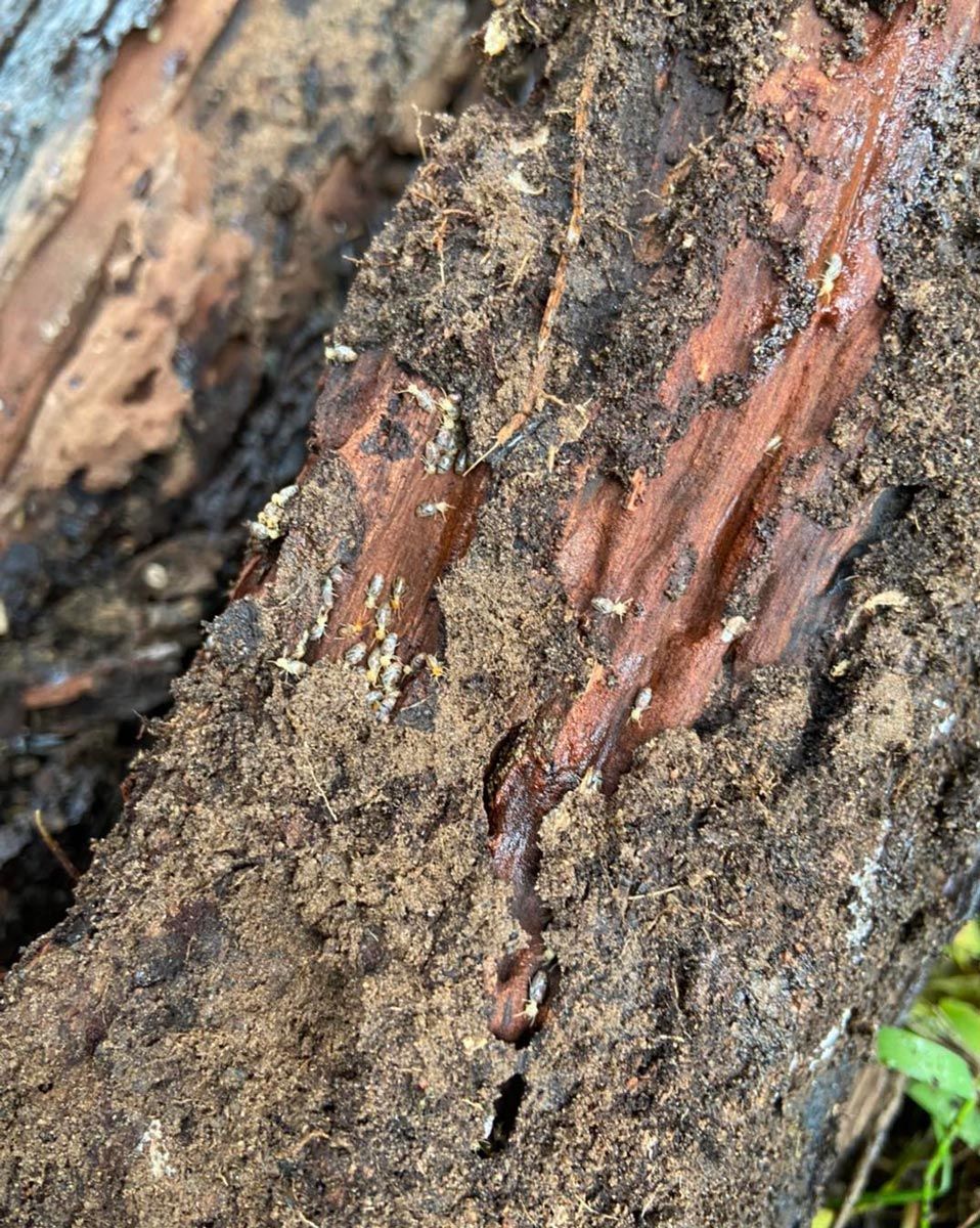 A Close Up of a Tree Trunk With Ants on It — Border Pest Control In Albury, NSW